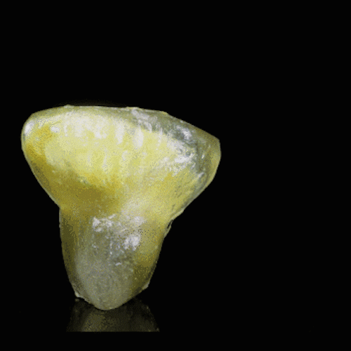 【端午限定】猫山王榴莲冰粽（8枚/袋装）