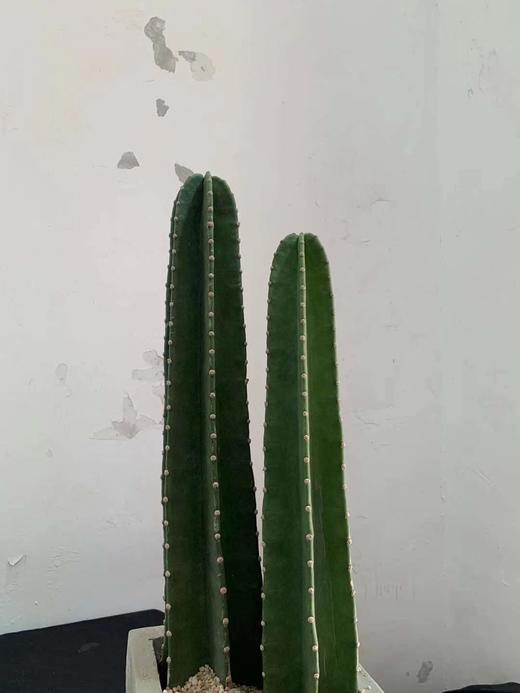 方水泥盆—量天尺 商品图1