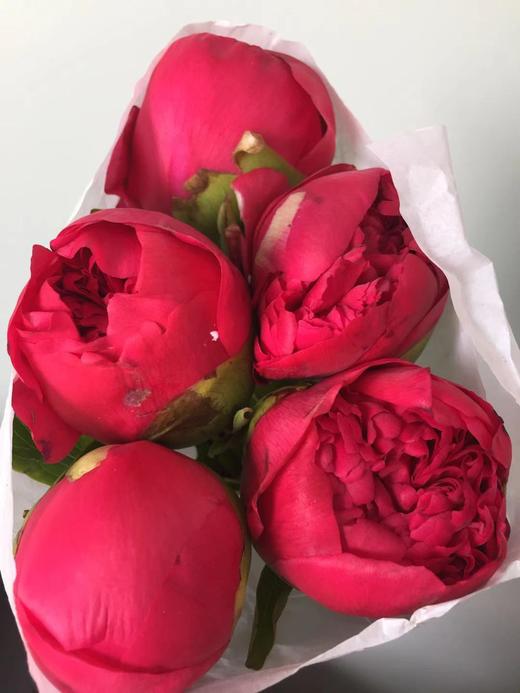 【自由热烈】芍药 -御前表演  5枝（会变色） 商品图13