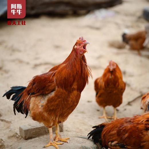 【品质生活】大凉山散养跑山阉鸡一只 商品图0