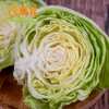 东升农场 青椰菜 卷心包菜球甘蓝圆白菜洋白菜 广州蔬菜 700g 商品缩略图1