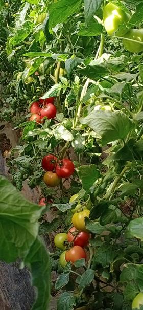 如何提高果实商品性