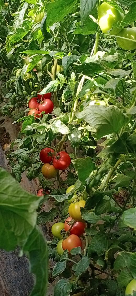 如何提高果实商品性 商品图0