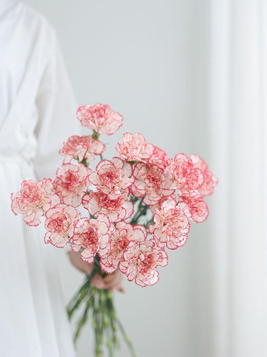 【周四团购】花边康乃馨15枝49.8元 2人拼团 商品图2