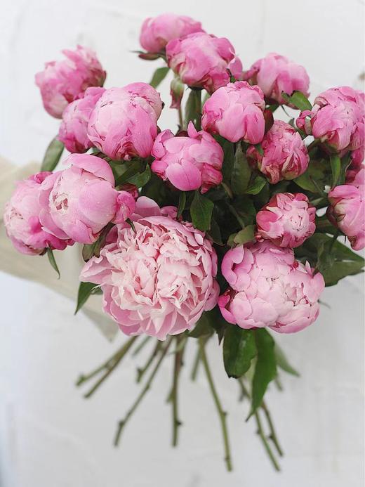 【周四团购】A级粉重楼芍药8枝69.8元 2人拼团 商品图2