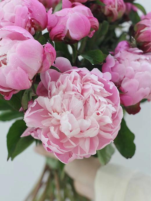 【周四团购】A级粉重楼芍药8枝69.8元 2人拼团 商品图1