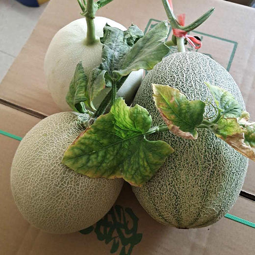 吉祥三宝 玉菇甜瓜 西州蜜 玫珑网纹甜瓜 甜瓜三拼 尽享各种美味 商品图3