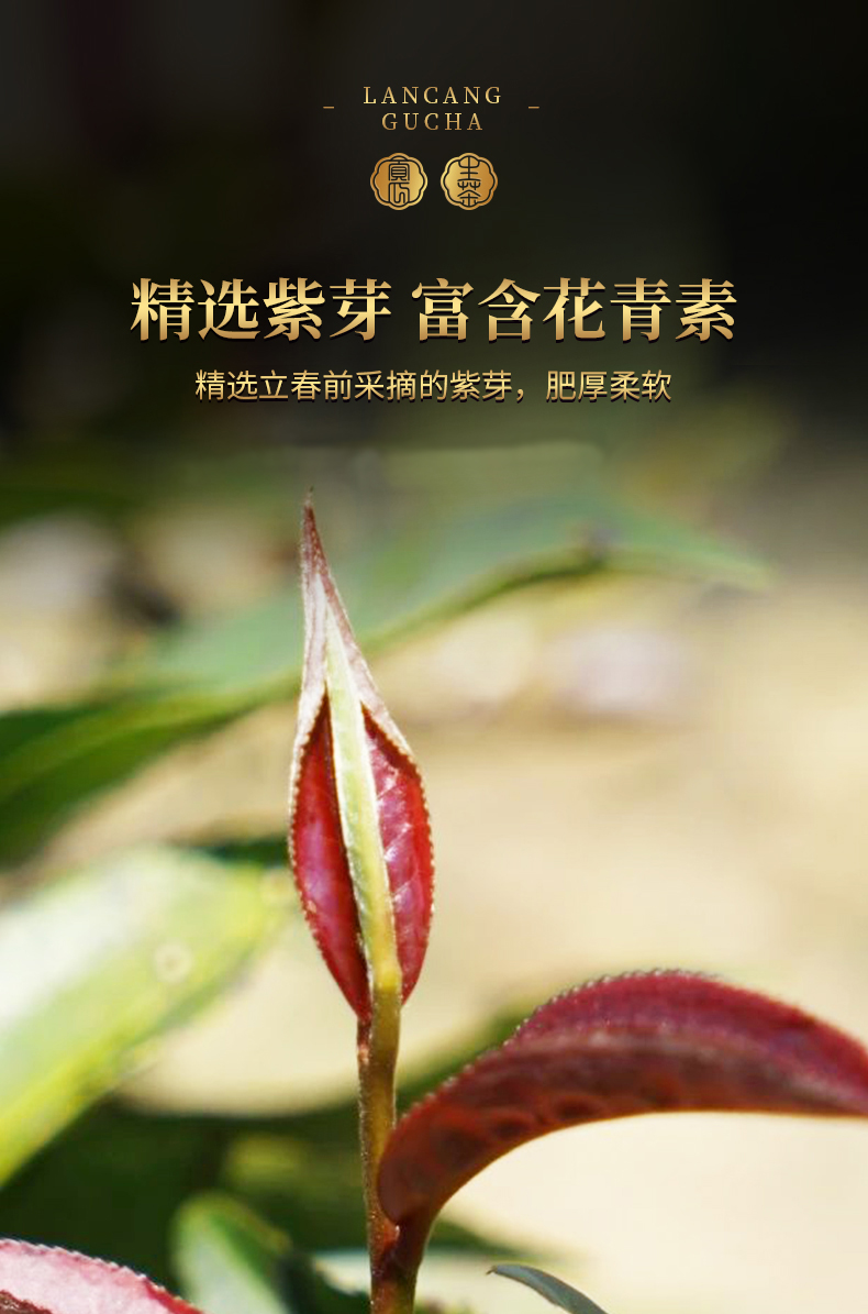 澜沧古茶2020紫龙瑞贡紫芽茶普洱生茶金瓜茶叶500g