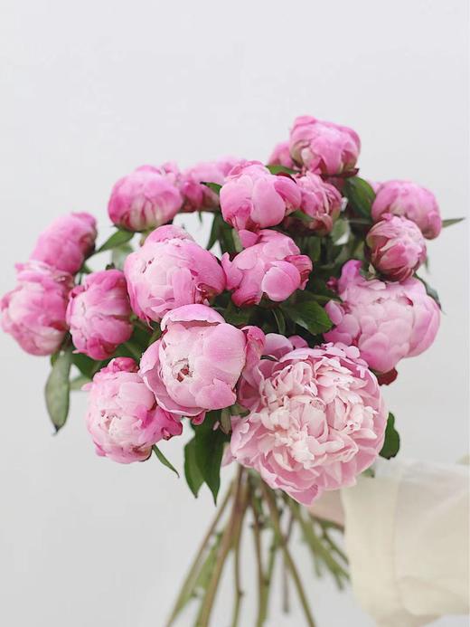 【周四团购】A级粉重楼芍药8枝69.8元 2人拼团 商品图0