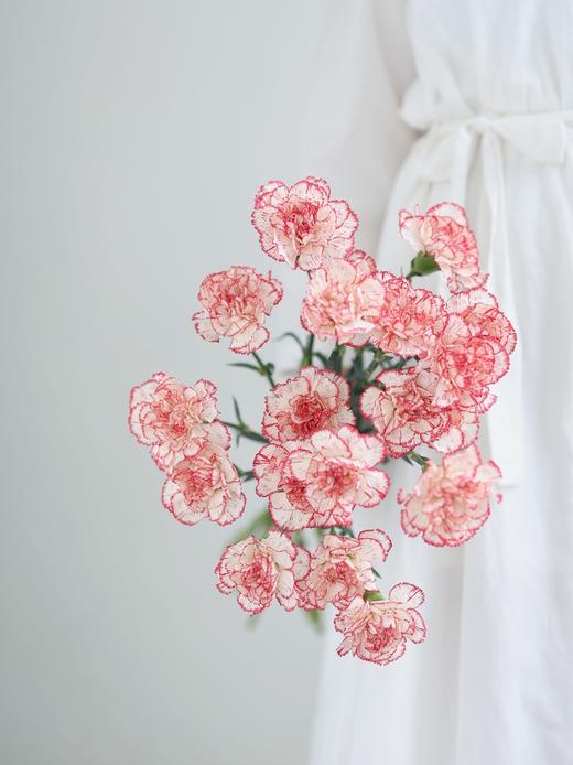 【周四团购】花边康乃馨15枝49.8元 2人拼团 商品图0