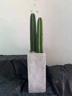 方水泥盆—量天尺