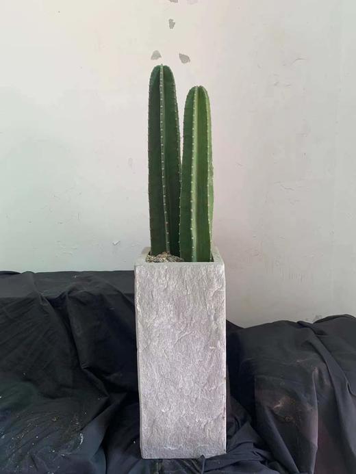 方水泥盆—量天尺 商品图0