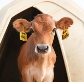 风靡英国王室，营养含量远超欧盟标准！这款牛奶，你喝过吗？