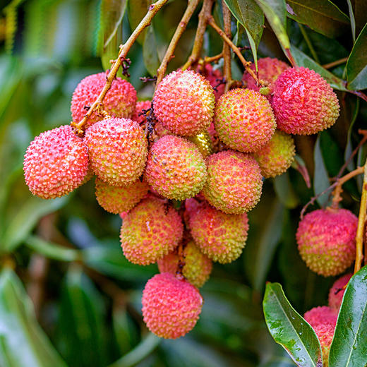 【妃子笑·荔枝】新鲜现摘 头茬尝鲜 新鲜荔枝 当季水果 商品图1