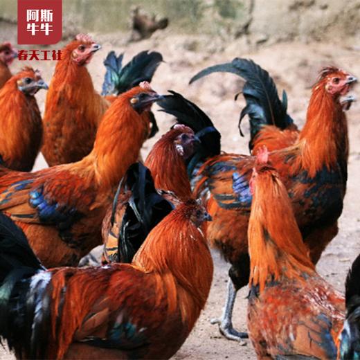 【品质生活】大凉山散养跑山阉鸡一只 商品图2