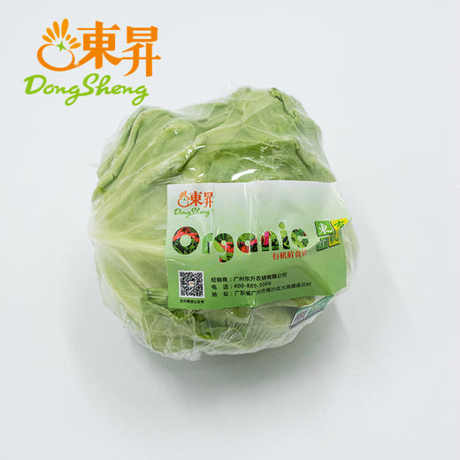 东升农场 青椰菜 卷心包菜球甘蓝圆白菜洋白菜 广州蔬菜 700g 商品图4