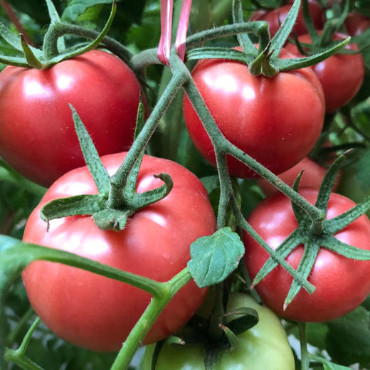 陕西【普罗旺斯西红柿】酸甜多汁 果肉糯糯沙沙 拒绝膨大剂 记忆中的番茄味 现摘现发 新鲜直达！【京东发货】 商品图6