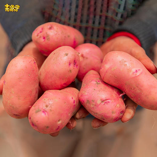 土哆哆云南高原红皮土豆产地直供现挖现发5斤93斤任选