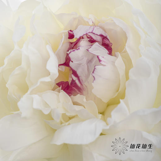 【预山东仓】顺丰空运包邮 | 嘉年华【可备注发货时间】 商品图2