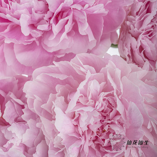 国产反季节芍药 | 萨拉（反季节花材花头杆子偏瘦弱） 商品图7