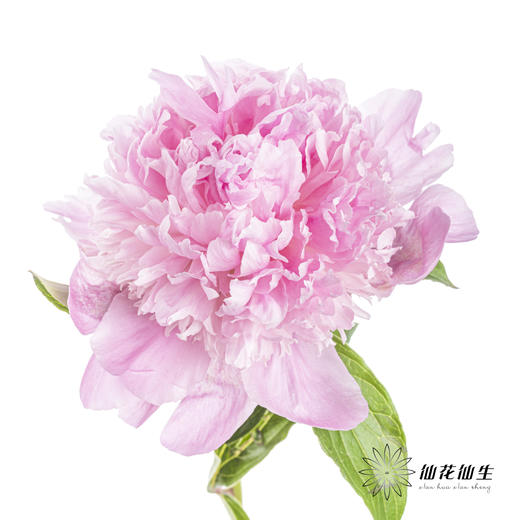 【昆明仓】芍药 | 兰富士 商品图6