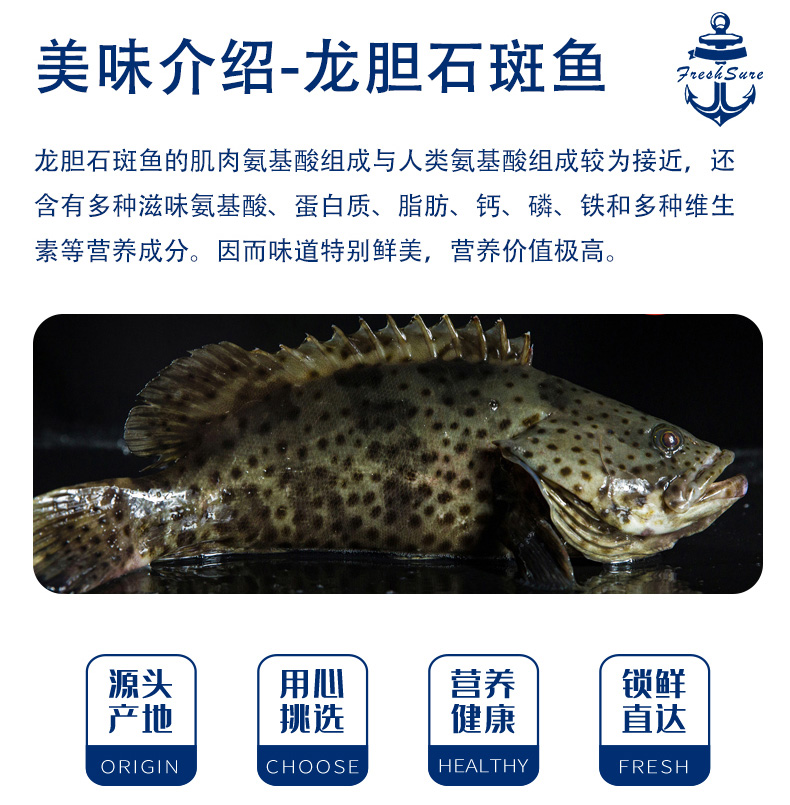 【叼鲜】东山鲜杀龙胆石斑鱼/1条(400-450g)
