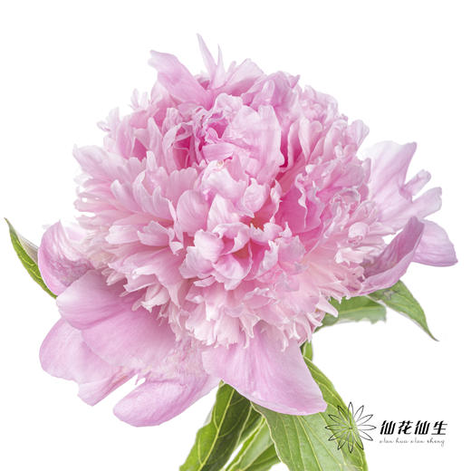 【昆明仓】芍药 | 兰富士 商品图0