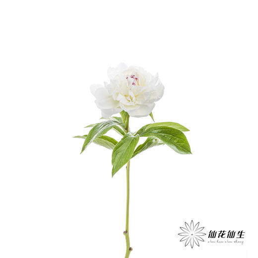 【预山东仓】顺丰空运包邮 | 嘉年华【可备注发货时间】 商品图4