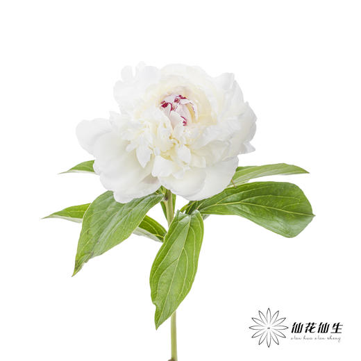 【预山东仓】顺丰空运包邮 | 嘉年华【可备注发货时间】 商品图3