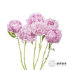 国产反季节芍药 | 萨拉（反季节花材花头杆子偏瘦弱） 商品缩略图5