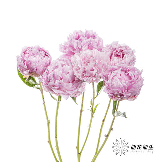 国产反季节芍药 | 萨拉（反季节花材花头杆子偏瘦弱） 商品图5