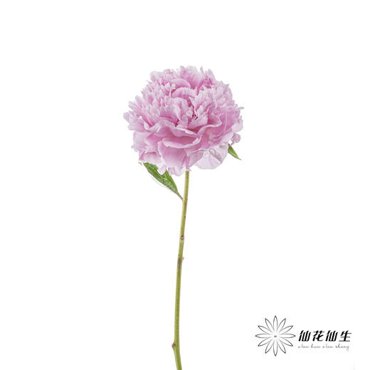 国产反季节芍药 | 萨拉（反季节花材花头杆子偏瘦弱） 商品图4