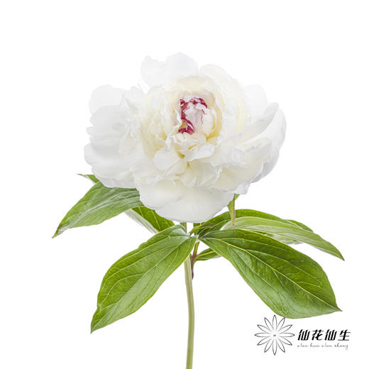 【预山东仓】顺丰空运包邮 | 嘉年华【可备注发货时间】 商品图5