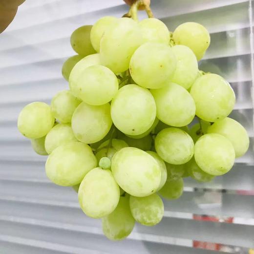 澳洲甜地球青提颗颗晶莹剔透口感嘎嘣儿脆如爆爆珠般好吃到让你欲罢不