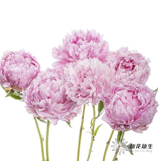 国产反季节芍药 | 萨拉（反季节花材花头杆子偏瘦弱） 商品图6