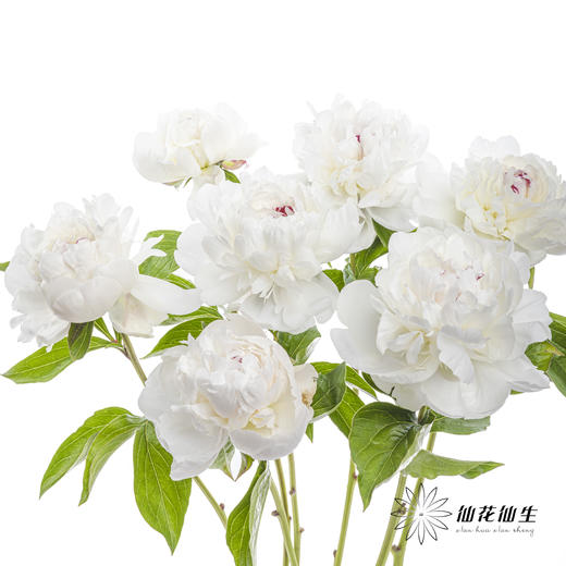 【预山东仓】顺丰空运包邮 | 嘉年华【可备注发货时间】 商品图7