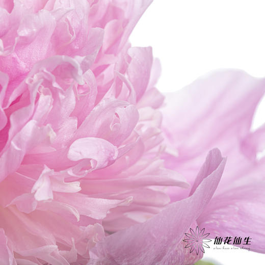 【昆明仓】芍药 | 兰富士 商品图3