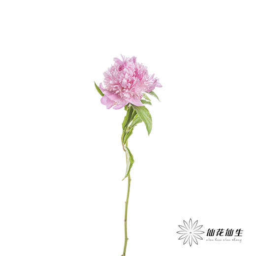 【昆明仓】芍药 | 兰富士 商品图5