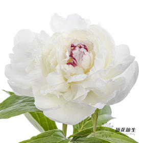 【预山东仓】顺丰空运包邮 | 嘉年华【可备注发货时间】