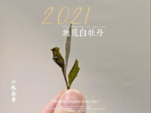 2021抛荒白牡丹来了（非预售那款），毫香浓郁到可以媲美白毫银针（100克罐装） 商品图10