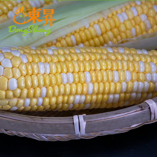 3斤 金银玉米棒子  粟米 广州蔬菜新鲜配送  商品图3