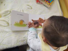 《小鸡球球触感玩具书》：小鸡球球真的是宝宝的最爱