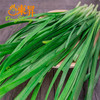 东升农场 韭菜 懒人菜 扁菜 广州蔬菜新鲜配送 150g 商品缩略图3