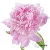 【昆明仓】芍药 | 兰富士 商品缩略图1