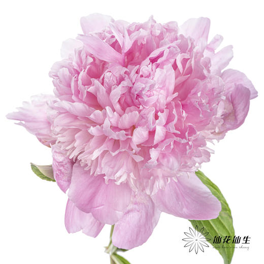 【昆明仓】芍药 | 兰富士 商品图1