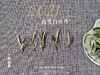 2021抛荒白牡丹来了（非预售那款），毫香浓郁到可以媲美白毫银针（100克罐装） 商品缩略图8