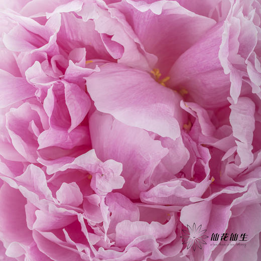 国产反季节芍药 | 萨拉（反季节花材花头杆子偏瘦弱） 商品图2