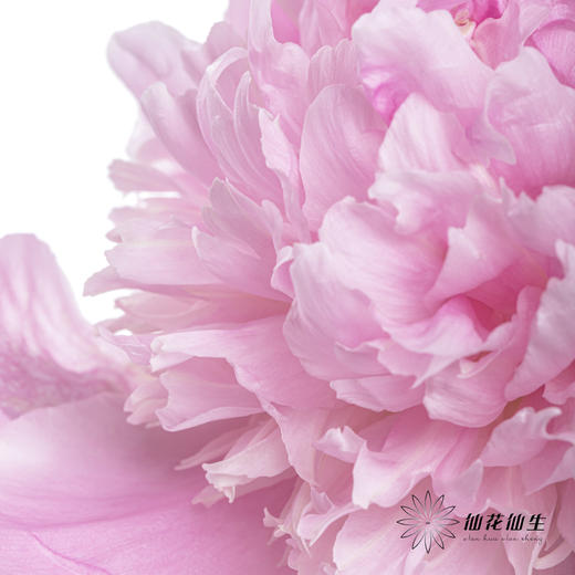 【昆明仓】芍药 | 兰富士 商品图2