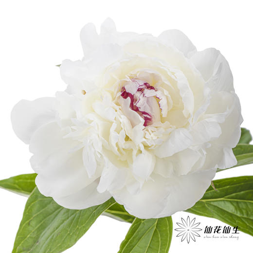 【预山东仓】顺丰空运包邮 | 嘉年华【可备注发货时间】 商品图1