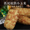 云之味牌版纳小玉米6斤/盒 商品缩略图1